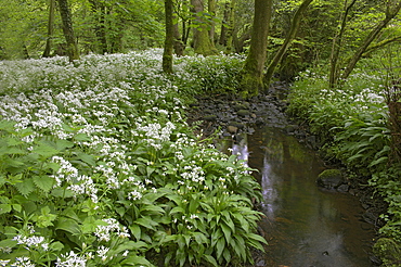 Wild garlic, or ramson, Allium ursinum, Lancashire, England, United Kingdom, Europe