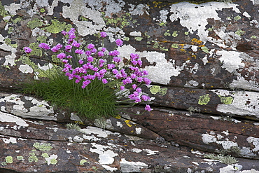 Thrift, Armeria maritima, Applecross peninsula, Wester Ross, Scotland, United Kingdom, Europe