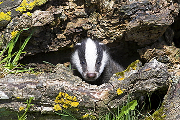 Badger cub, Meles meles, captive, United Kingdom, Europe