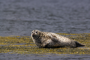 Common (harbour) seal, Phoca vitulina, Wester Ross, Scotland, United Kingdom, Europe