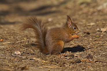 Red squirrel, Sciurus vulgaris, Formby, Liverpool, England, United Kingdom, Europe