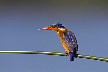 Malachite kingfisher (Alcedo cristata), on reed in Kruger National Park, Mpumalanga, South Africa, Africa