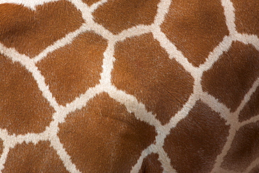 Close-up of skin of a reticulated giraffe (Giraffa camelopardalis reticulata), in captivity, native to East Africa, Africa