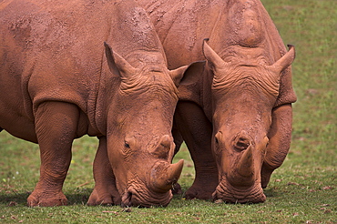 White rhinoceros (Ceratotherium simum), in captivity, native to Southern Africa, Africa