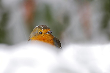 Robin (Erithacus rubecula), in garden in falling snow, United Kingdom, Europe