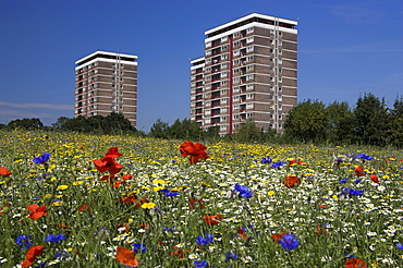 Cornfield of annual summer wild flowers growing in urban, inner city setting, Old Rough, Kirby, Knowsley, Liverpool, Merseyside, United Kingdom, Europe