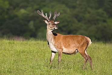 Red deer (Cervus elaphus) stag, in velvet, Grasspoint, Mull, Scotland, United Kingdom, Europe