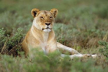 Lioness (Panthera leo), Etosha, Namibia, Africa