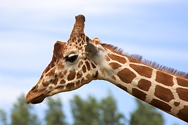 Reticulated giraffe (Giraffa camelopardalis reticulata), captive, native to East Africa, Africa