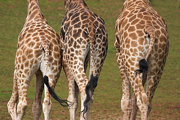 Rothschild's giraffes (Giraffa camelopardalis rothschildi,) skin, captive, native to East Africa, Africa