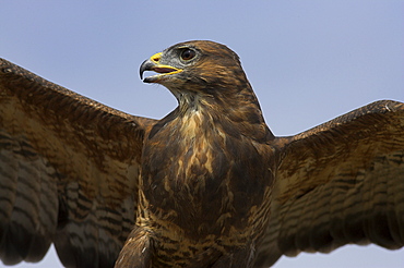 Close-up of a buzzard (Buteo buteo), captive, Cumbria, England, United Kingdom, Europe