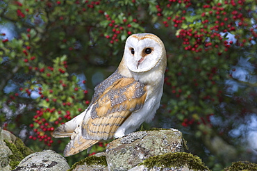 Barn owl (Tyto alba), on dry stone wall with hawthorn berries in late summer, captive, Cumbria, England, United Kingdom, Europe