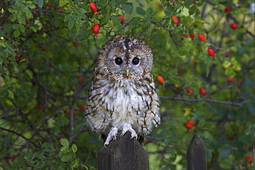 Tawny owl (Strix aluco), on gate with rosehips, captive, Cumbria, England, United Kingdom, Europe