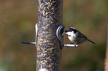 Coal tit (Parus ater), taking sunflower seed from feeder in winter in the garden, United Kingdom, Europe