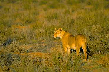 Lioness (Panthera leo), Kgalagadi Transfrontier Park, South Africa, Africa