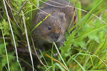 Water vole (Arvicola terrestris), Alston Moor, Cumbria, England, United Kingdom, Europe