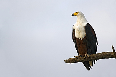 African fish eagle (Haliaeetus vocifer), Kruger National Park, South Africa, Africa