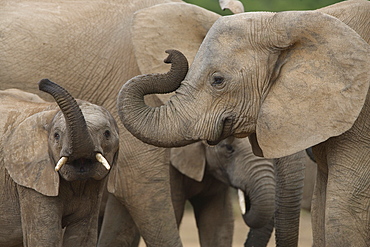 African elephant (Loxodonta africana), Addo Elephant National Park, South Africa, Africa