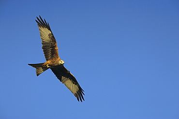 Red kite (Milvus milvus) in flight with wing tags, Gigrin Farm, Rhayader, Wales, United Kingdom, Europe