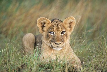 Lion cub, Panthera leo, approximately two to three months old, Kruger National Park, South Africa, Africa