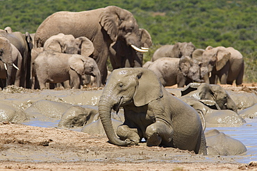 African elephant Loxodonta africana) mudbathing, Addo Elephant National Park, South Africa, Africa