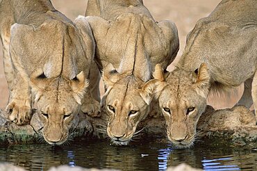 Lions drinking, Panthera leo, Kgalagadi Transfrontier Park, South Africa, Africa