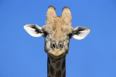 Giraffe (Giraffa camelopardalis), Kgalagadi Transfrontier Park, Northern Cape, South Africa, Africa