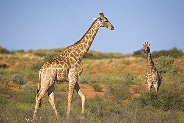 Giraffe (Giraffa camelopardalis), Kgalagadi Transfrontier Park, Northern Cape, South Africa, Africa