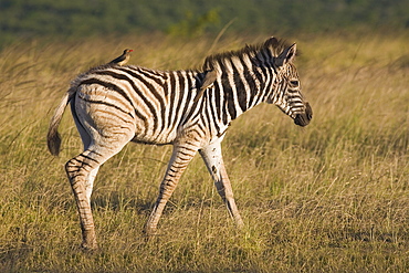 Burchell's zebra foal (Equus burchelli), with redbilled oxpeckers (Buphagus erythrorhynchus), Hluhluwe Umfolozi Park, KwaZulu Natal, South Africa, Africa