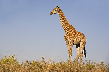 Giraffe (Giraffa camelopardalis), Ithala (Ntshondwe) Game reserve, KwaZulu Natal, South Africa, Africa