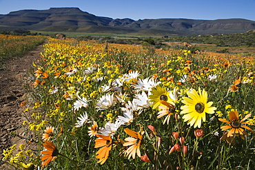 Annual spring wildlflower carpets, Biedouw Valley, Western Cape, South Africa, Africa