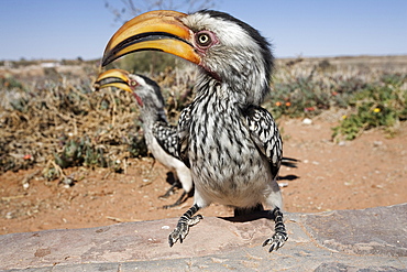 Southern yellowbilled hornbill (Tockus leucomelas), Kgalagadi Transfrontier Park, South Africa, Africa