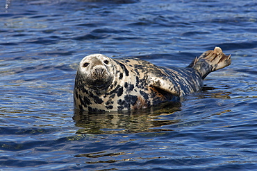 Grey seal, (Halichoerus grypus), Farne Islands, Seahouses, Northumberland, England, United Kingdom, Europe