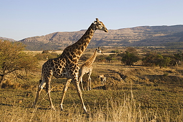 Giraffes (Giraffa camelopardalis), Ithala (Ntshondwe) Game reserve, KwaZulu Natal, South Africa, Africa