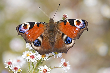 Peacock butterfly (Inachis io), resting on garden flowers, Wallington Hall garden, Northumberland, England, United Kingdom, Europe