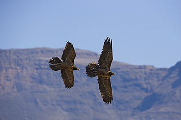 Bearded vulture (Gypaetus barbatus), subadults, Giant's Castle reserve, KwaZulu Natal, South Africa, Africa