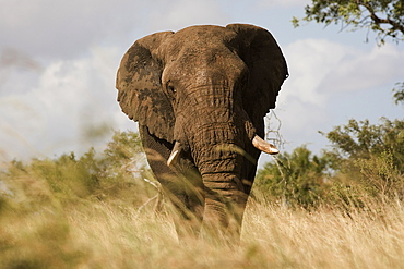 African elephant bull (Loxodonta africana), Kruger National Park, Mpumalanga, South Africa, Africa