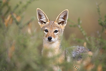 Blackbacked jackal (Canis mesomelas), Kgalagadi Transfrontier Park, South Africa, Africa