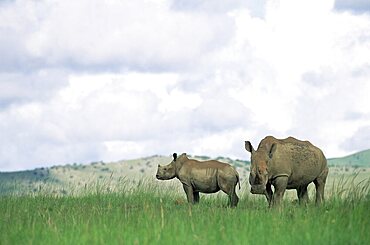 White rhinoceros (rhino), Ceratotherium simum, Itala Game Reserve, Kwazulu-Natal, South Africa, Africa