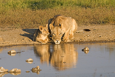 Lioness and cubs (Panthera leo), Kgalagadi Transfrontier Park, Northern Cape, South Africa, Africa