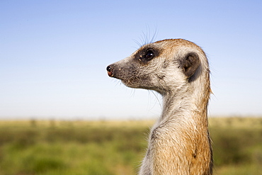 Meerkat (Suricata suricatta) sentinel, Kalahari Meerkat Project, Van Zylsrus, Northern Cape, South Africa, Africa