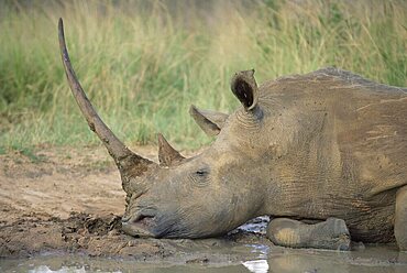 White rhinoceros (Ceratotherium simum, Hluhluwe Game Reserve, KwaZulu-Natal, South Africa, Africa