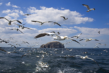 Gannets (Morus bassanus) in flight, following fishing boat off Bass Rock, Firth of Forth, Scotland, United Kingdom, Europe