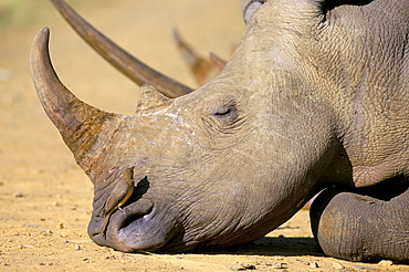 White rhino (Ceratotherium simum), Hluhluwe Game Reserve, KwaZulu Natal, South Africa, Africa