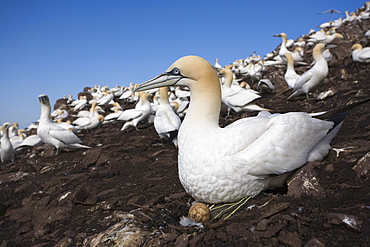 Gannet (Morus bassanus), on nest with egg, Bass Rock, Scotland, United Kingdom, Europe