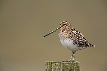 Snipe (Gallinago gallinago), Upper Teesdale, County Durham, England, United Kingdom, Europe