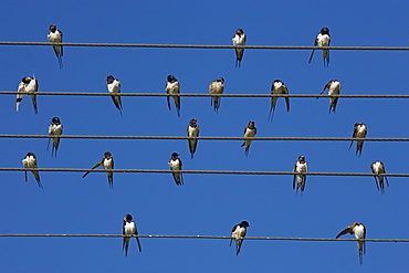 Barn (European) swallow (Hirundo rustica) on wire, Overberg, Western Cape, South Africa, Africa