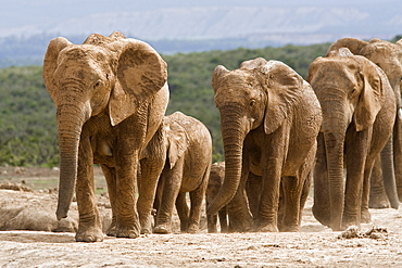 Elephant breeding herd (Loxodonta africana), Addo Elephant National Park, Eastern Cape, South Africa, Africa