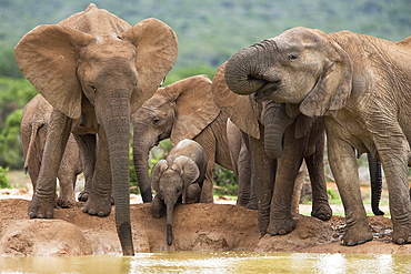 Elephant breeding herd (Loxodonta africana), Addo Elephant National Park, Eastern Cape, South Africa, Africa