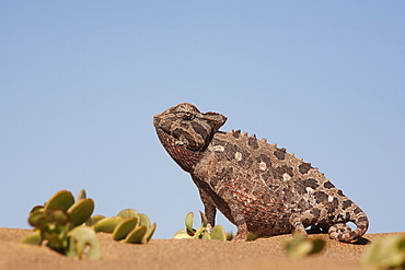 Namaqua chameleon (Chamaeleo namaquensis), Namib desert, Namibia, Africa